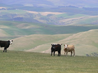 Inquisitive cattle on Moa Flat ridge